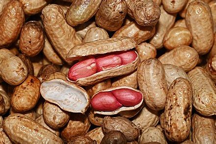Peanut - Wikipedia