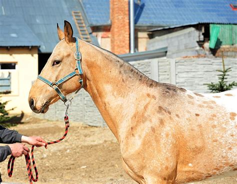 Akhal teke/Appaloosa cross, Alania Stud | Horses, Akhal teke, Akhal teke horses