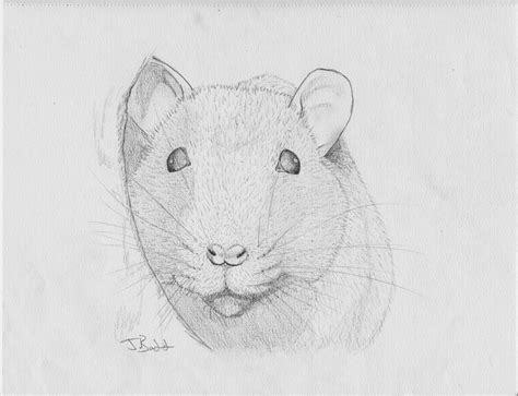 Rat Face Drawing at PaintingValley.com | Explore collection of Rat Face ...