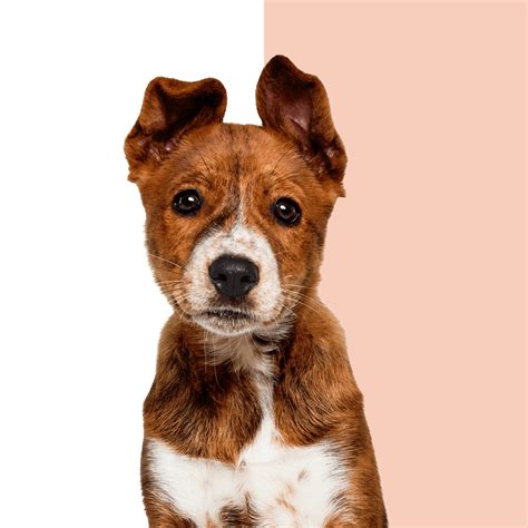Wisdom Panel™ Premium dog DNA test | Most accurate breed detection
