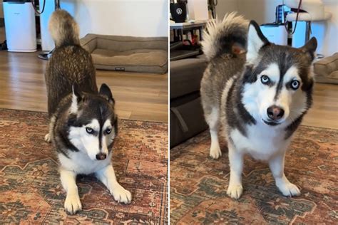 Siberian Husky Dachshund Mix