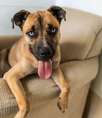 Portola, CA - Anatolian Shepherd/Husky. Meet Maverick a Pet for ...