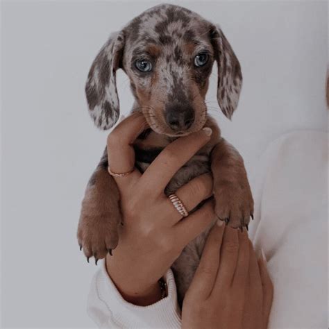 dog aesthetic | Cat farm, Sea animals, Dog cat