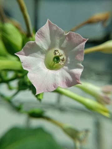 Bunga Tembakau Putih Yang Indah Untuk Dilihat Di Siang Hari Foto Stok ...