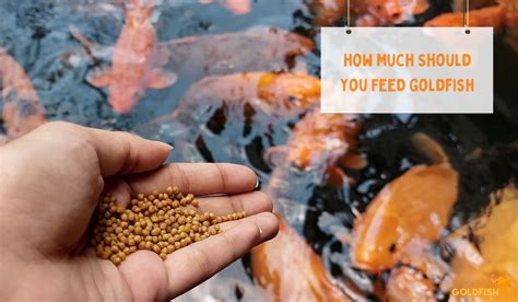 How Much Should You Feed Goldfish? A Comprehensive Guide