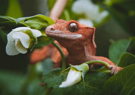 Crested Gecko Morphs, Colors, Traits & Patterns - More Reptiles