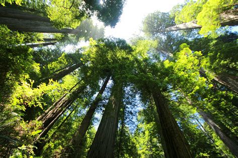 Exploring the Native Habitat of Redwood Trees