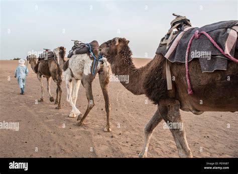 Camel train in Sahara Desert, Merzouga, Morocco Stock Photo - Alamy