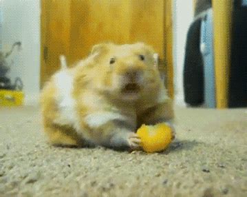 funny animal hamster gif | WiffleGif