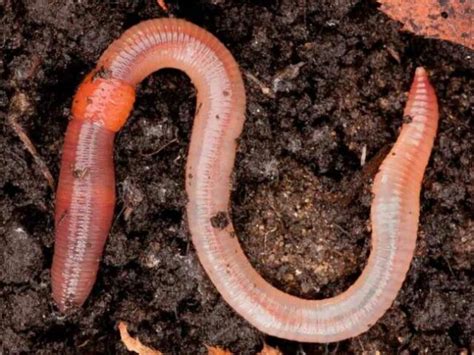 Animais Anelideos - Animais Invertebrados — 9 Perguntas e Respostas | Quizur