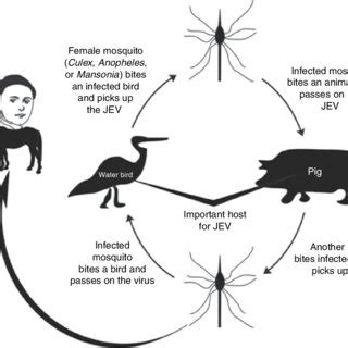 2. Genotypic variants of Japanese encephalitis virus. | Download Scientific Diagram