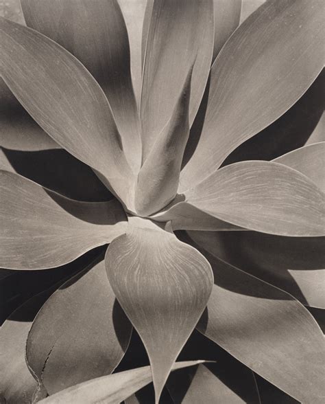 horst p horst  agave attenuata  christies