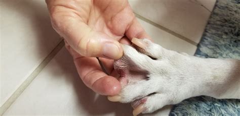 What Causes Cysts In Dogs Paws