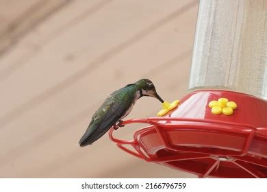 Colorful Hummingbird Photo Drinking Water Stock Photo 2166796759 ...