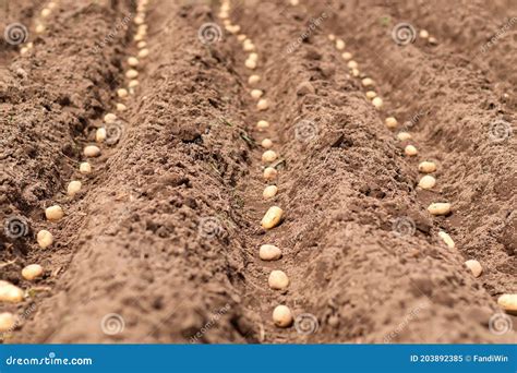 furrow planting stock image image  flower plant
