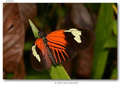 Heliconius melpomene schunkei (live adults)