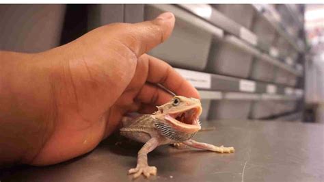 how to know if a bearded dragon likes you