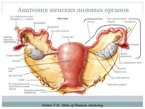 Введение в оперативную гинекологию - презентация онлайн