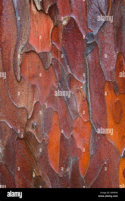 Bark pacific yew tree hi-res stock photography and images - Alamy