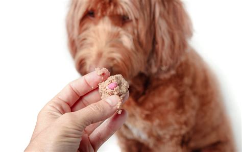 How To Hide Pills In Food For Dogs