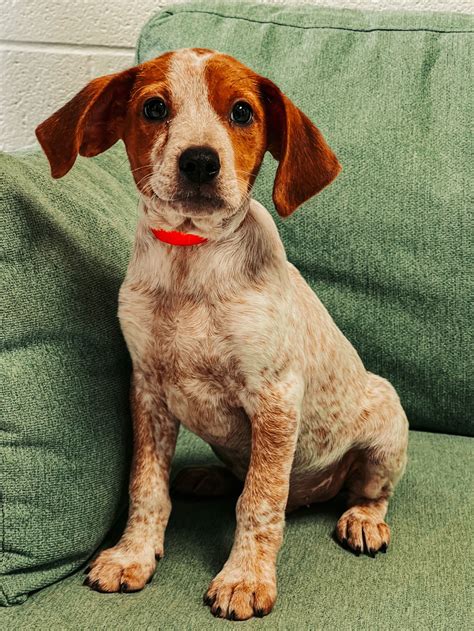 Dog for Adoption - Doc, a Red Heeler in Alleghany County, VA | Alpha Paw