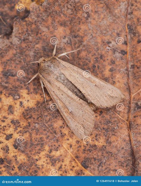 Grease Moth Aglossa Cuprina, Nocturnal Moth, Insect Related To