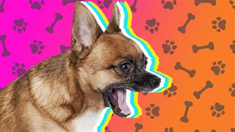 Why Is My Dog Barking And Growling At Nothing At Night at Richard Commons blog