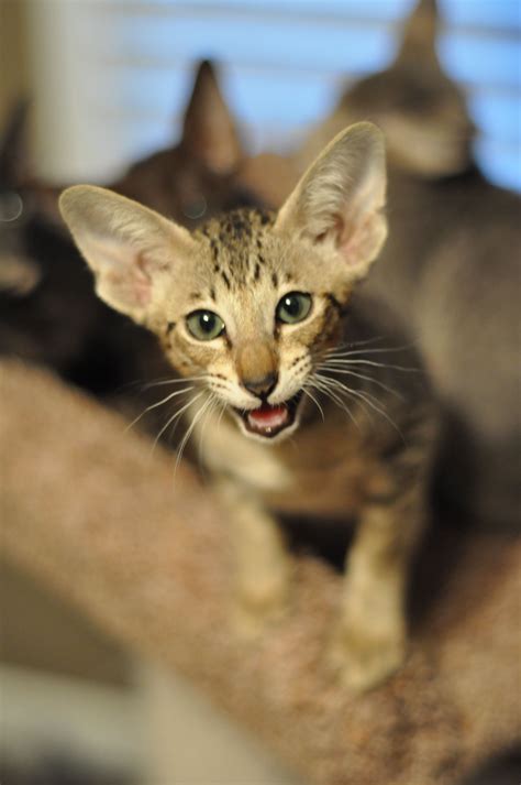 What Is Oriental Cat at Maurice Delgado blog