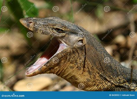 Monitor Lizard Royalty-Free Stock Photography | CartoonDealer.com #843053