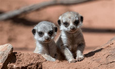 Cute Baby Meerkats