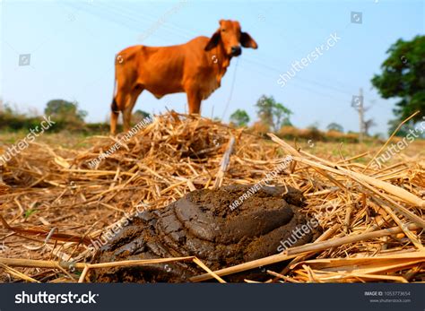 6,817 Cow Dung Image Images, Stock Photos & Vectors | Shutterstock