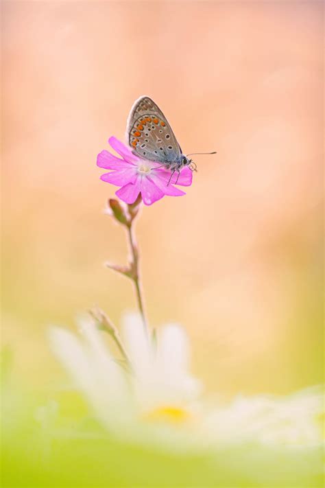 „Herbsttag“ ein Rilke Gedicht | SIGMA BLOG