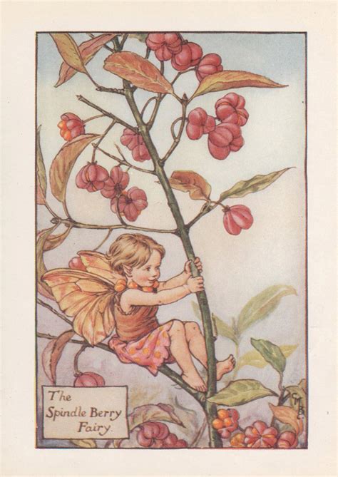 Flower Fairies: the SPINDLE BERRY FAIRY Vintage Print C1930 by - Etsy