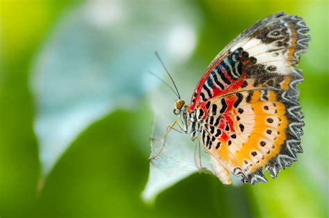 Red Lacewing butterfly by kick anick / 500px