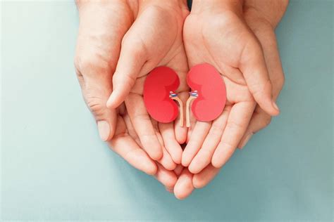 Митове и факти за бъбреците — Medconsult.bg