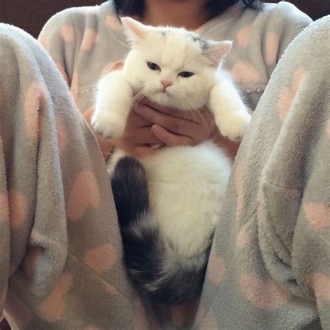 adorable kitty cute creatures cute cats cats