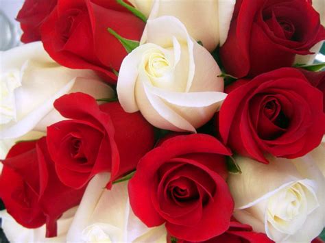 beautiful rose wallpapers wallpaperscom