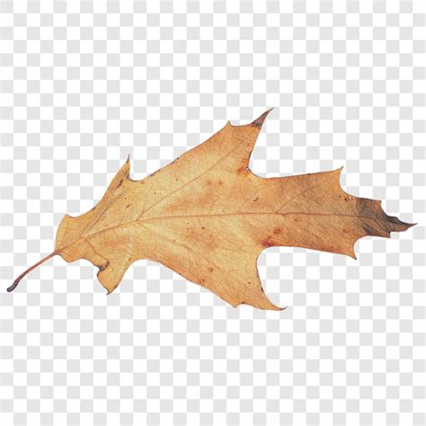 premium psd autumn leaf transparent
