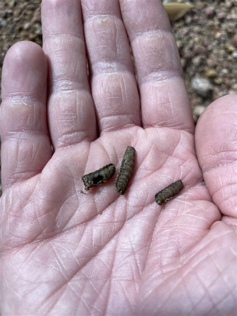 pupae  rwhatisthisbug