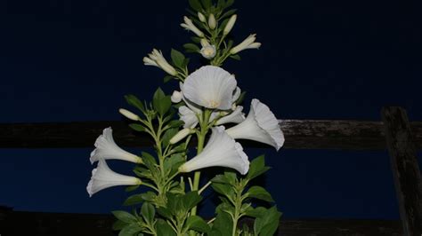 secret lives  nocturnal plantswhy   bloom  night
