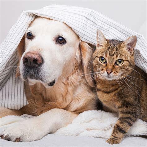 dogs that are good with cats