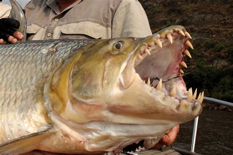 The Stuff of Nightmares: Everything to Know About the Goliath Tigerfish