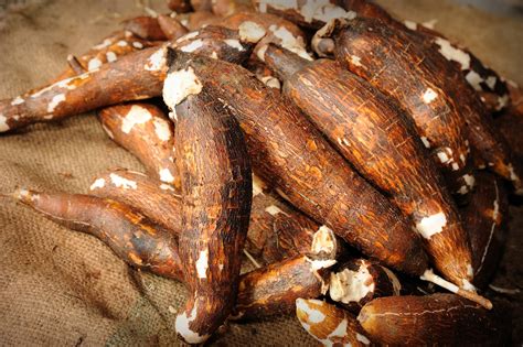 12 facts you did not know about cassava