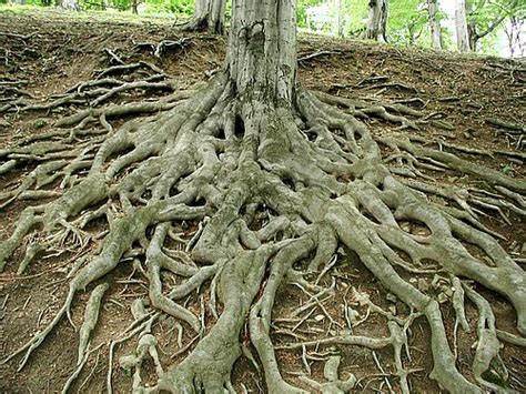 wanderlost roots