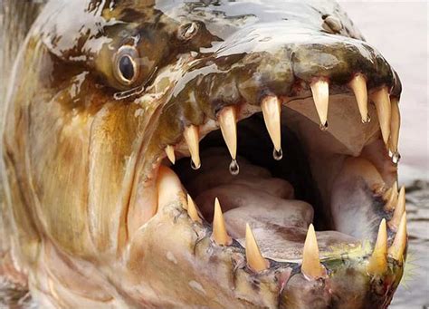Unusual Animals: Hydrocynus Goliath » GagDaily News