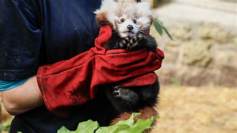 Cute Pictures Of Baby Red Pandas And Tigers - Infoupdate.org