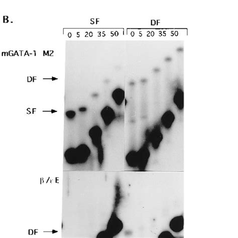 GATA binding sites used in this study. Boldface letters indicate bases ... 