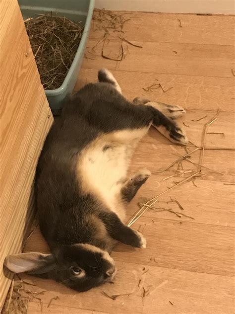Finally I captured her tummy : r/Rabbits