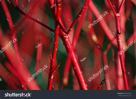 Cornus Sibirica Stock Photo 485728102 | Shutterstock