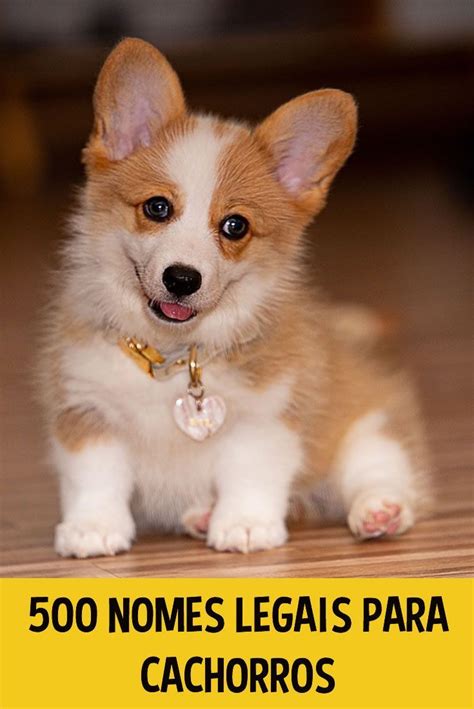 Como Se Escreve O Nome Cachorro - 500 nomes legais para cachorro! | Dogs, Corgi, Animals